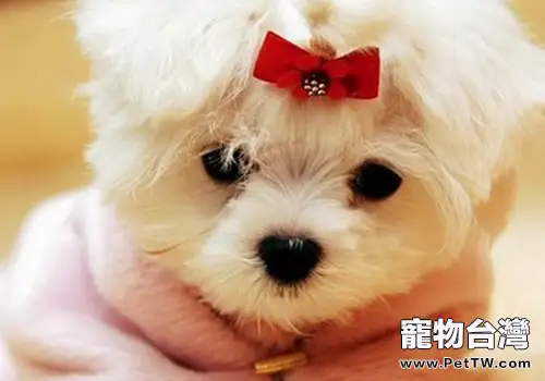 狗狗護理的基本方法(共2張圖片)-寵物台灣