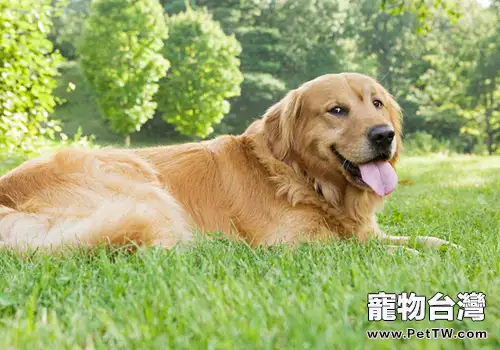 怎麼提高狗狗的注意力(1圖)-寵物台灣