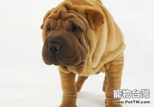 養狗是否會感染包蟲病