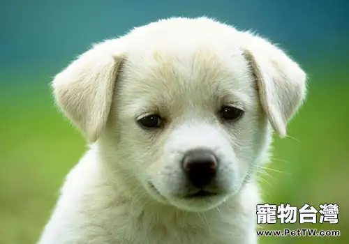 養狗是否會感染包蟲病