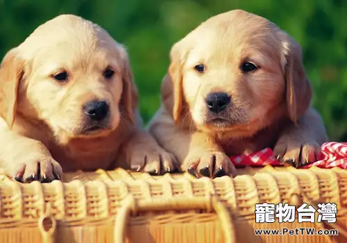 寵物犬會發抖的原因有哪些(1圖)-寵物台灣