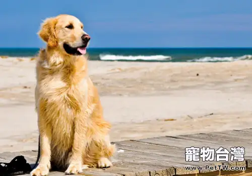 溫濕度對狗狗有什麼影響