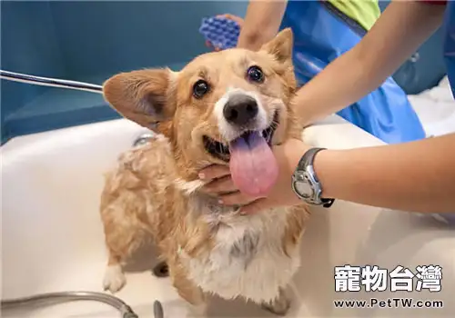 狗狗用的沐浴露應該如何選擇(1圖)-寵物台灣