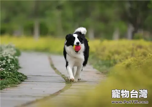 邊牧驅蟲藥的選擇與使用方法