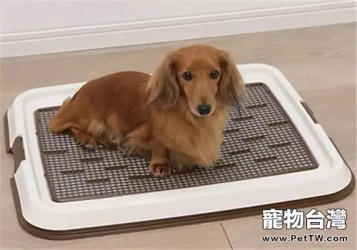 狗廁所的分類及選購要點