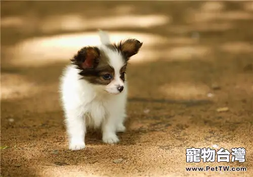 狗狗保健用品的選購要點