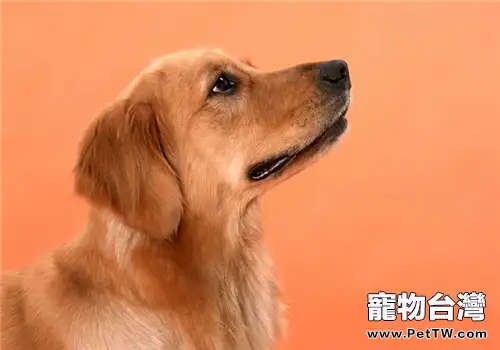 金毛幼犬吃什麼狗糧比較好