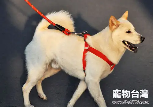 寵物狗繩選購要注意什麼？
