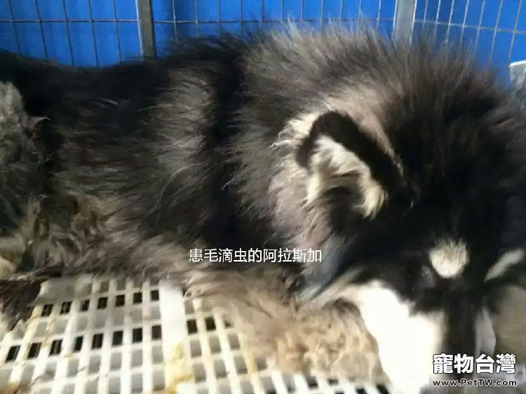 毛滴蟲引起的犬腸套疊腸出血