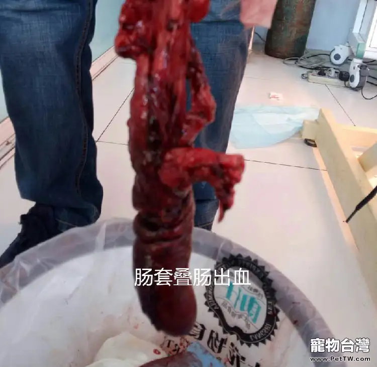 毛滴蟲引起的犬腸套疊腸出血