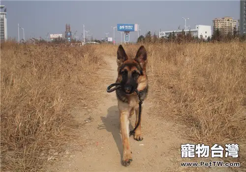 德牧皮膚病的治療建議(1圖)-寵物台灣