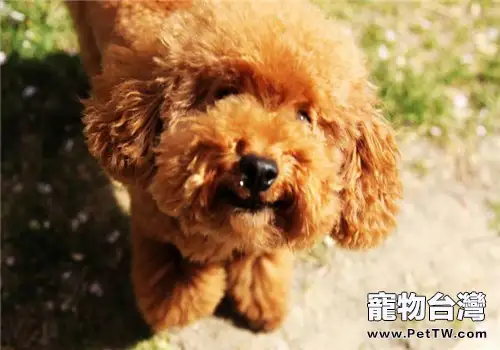 佈置泰迪狗窩的注意事項(1圖)-寵物台灣