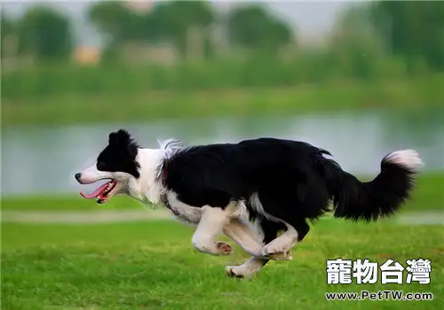 邊境牧羊犬吃什麼狗糧好