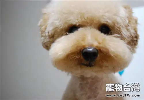 泰迪狗狗感冒謹慎使用人類感冒藥(1圖)-寵物台灣