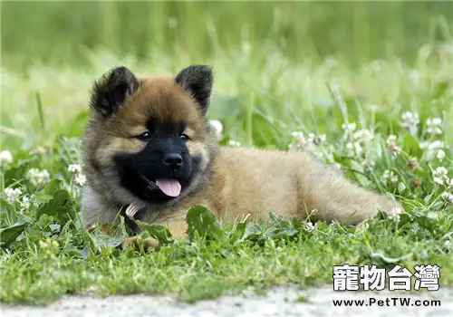 狗狗零食的分類及特點介紹