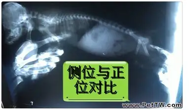 一例泰迪犬吃」多」了的惡果病例