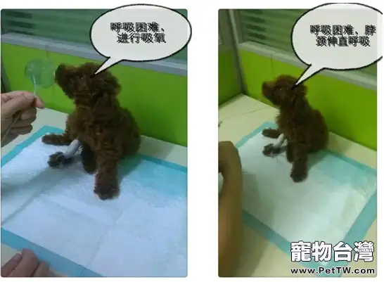 一例泰迪犬吃」多」了的惡果病例(共4張圖片)-寵物台灣