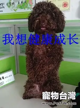 一例泰迪犬吃」多」了的惡果病例