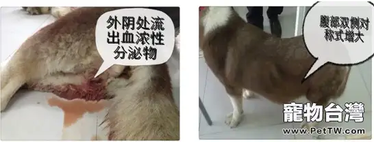 犬嚴重子宮蓄膿導致全身衰竭並死亡的病例