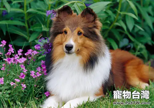 狗狗會不會絕經