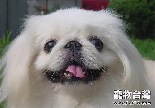 京巴狗糧的挑選要點