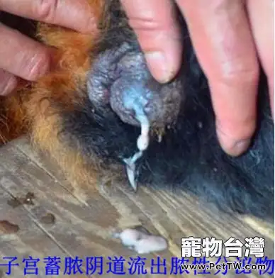 母犬生殖系統常發病簡述