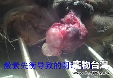 母犬生殖系統常發病簡述