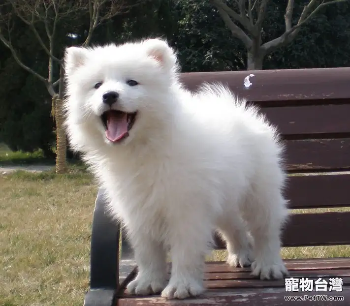 飼養薩摩耶幼犬的幾大要點