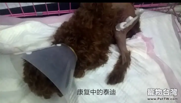 泰迪犬的骨折外固定