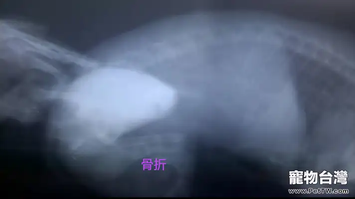 泰迪犬的骨折外固定