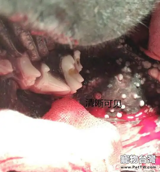 犬的口腔肉芽切除手術