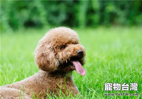 泰迪狗窩的挑選要點(1圖)-寵物台灣