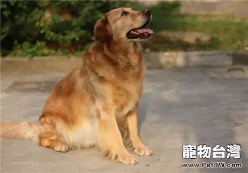 黃金獵犬驅蟲藥的品牌推薦