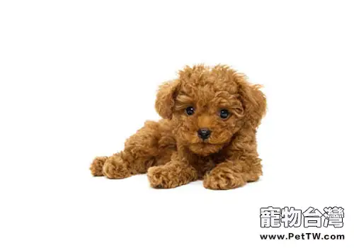 怎麼降低貴賓犬的壓力(1圖)-寵物台灣