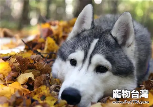 哈士奇狗糧的餵食誤區(1圖)-寵物台灣