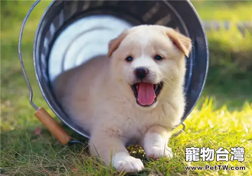 福萊恩噴劑及滴劑的使用方法說明(1圖)-寵物台灣