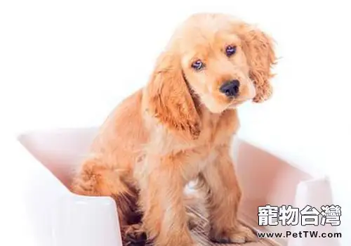 怎麼讓狗狗用狗廁所(1圖)-寵物台灣