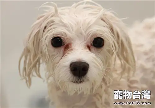 狗狗洗澡沐浴露的正確使用方法