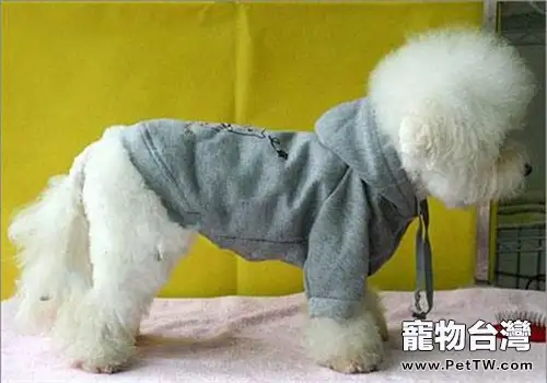 狗狗衣服的穿搭講究(1圖)-寵物台灣