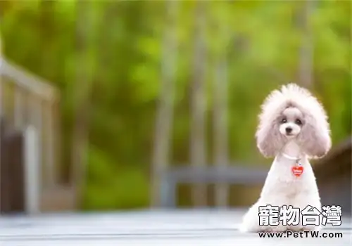 貴賓犬的夏季養護管理(1圖)-寵物台灣