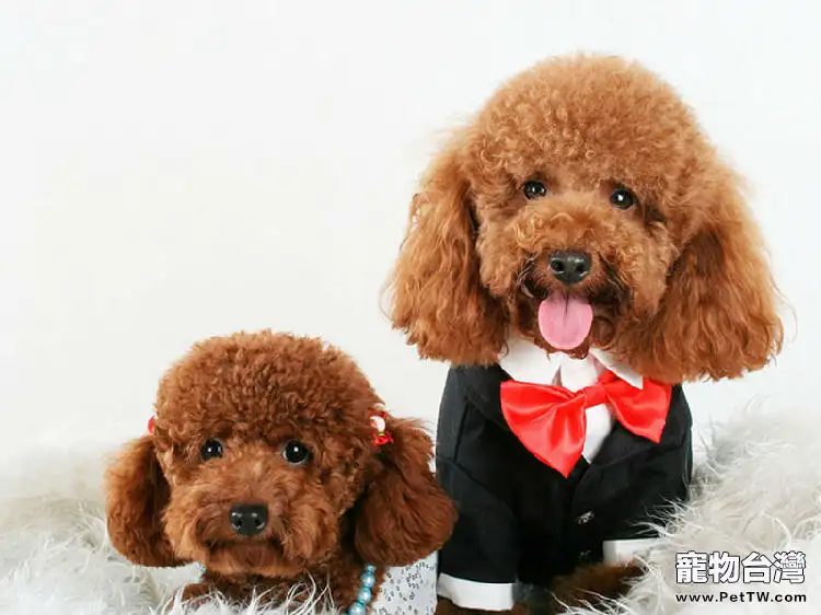 貴賓犬有哪些常見問題(1圖)-寵物台灣