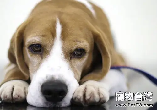 哪些情況下需要狗狗保健品(1圖)-寵物台灣