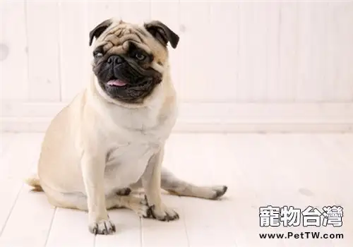 狗用驅蟲後的常見不良反應(1圖)-寵物台灣