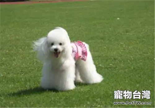 貴賓犬隨行的訓練方法
