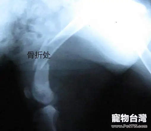 犬的肱骨骨折以及內固定(共3張圖片)-寵物台灣