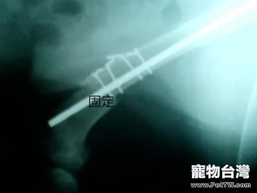 犬的肱骨骨折以及內固定