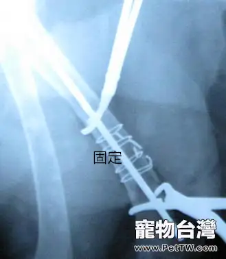 犬的肱骨骨折以及內固定