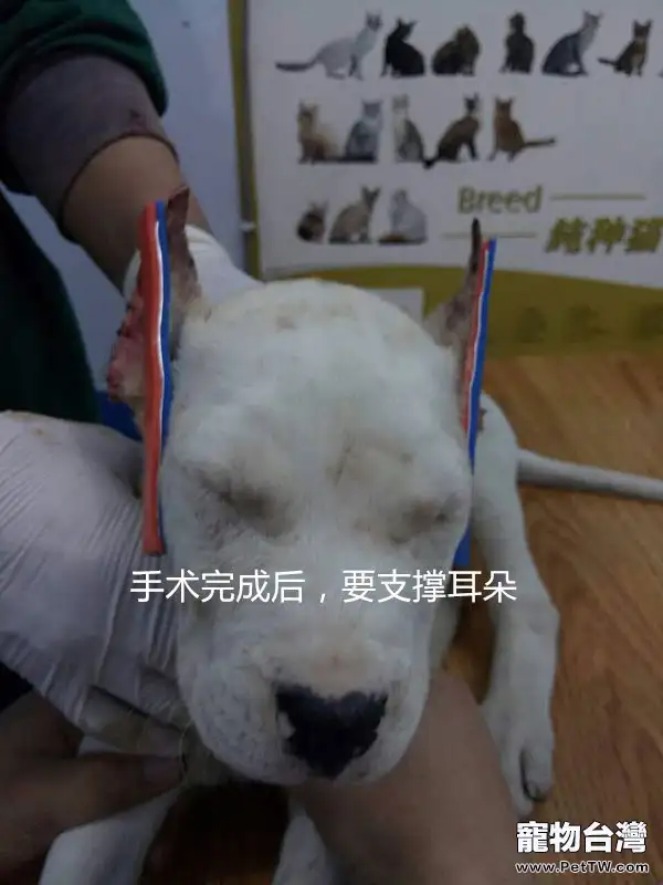 杜高犬的立耳手術案例