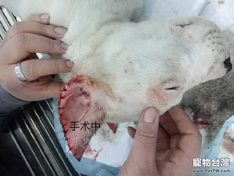 杜高犬的立耳手術案例(共3張圖片)-寵物台灣