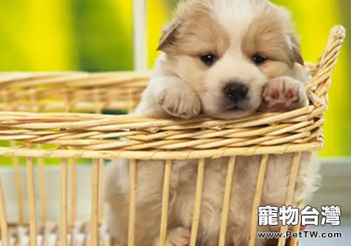 想要秀恩愛,先問狗同不同意(1圖)-寵物台灣